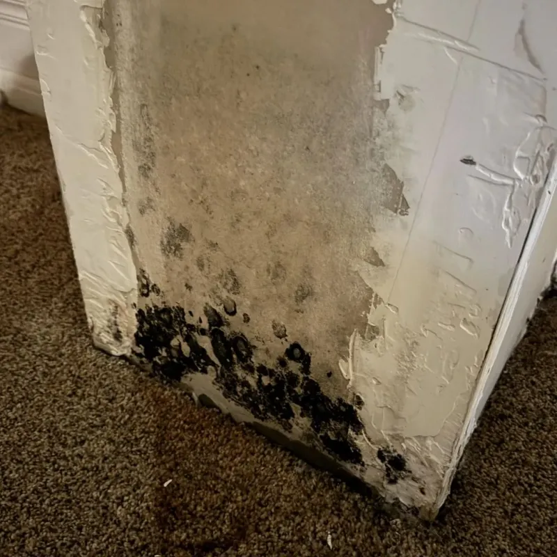 Professional Mold Removal in Ritchie County, WV